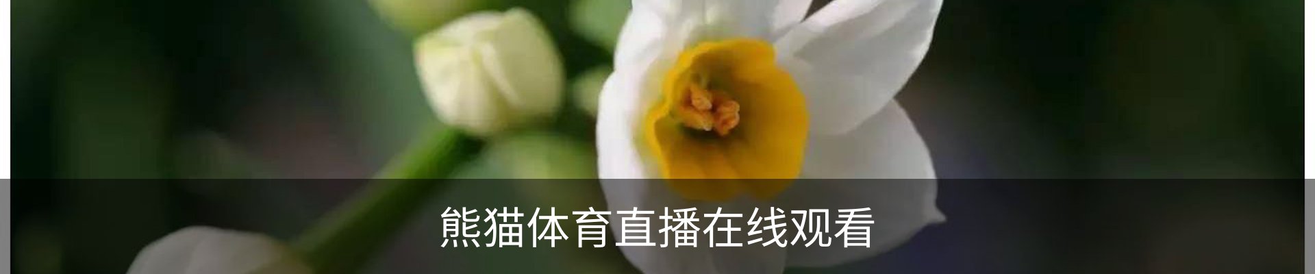 熊猫体育直播在线观看